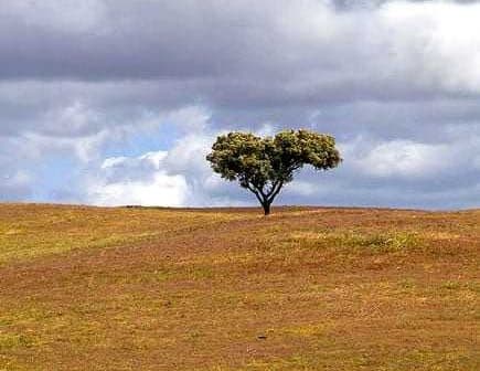 Single tree standing on a grassy hill under a cloudy sky. - Olive Oil Times