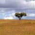 Single tree standing on a grassy hill under a cloudy sky. - Olive Oil Times