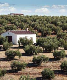 Olive trees arranged in rows with a small white house in the center of the grove. - Olive Oil Times