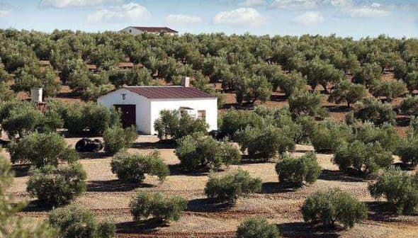 Olive trees arranged in rows with a small white house in the center of the grove. - Olive Oil Times