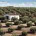 Olive trees arranged in rows with a small white house in the center of the grove. - Olive Oil Times