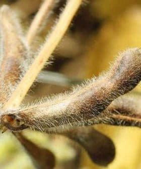 Close-up of soybean pods on a stem, showcasing their brown, fuzzy texture and shape. - Olive Oil Times