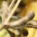Close-up of soybean pods on a stem, showcasing their brown, fuzzy texture and shape. - Olive Oil Times