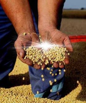 Hands of a person holding soybeans with a pile of soybeans in the background. - Olive Oil Times
