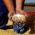 Hands of a person holding soybeans with a pile of soybeans in the background. - Olive Oil Times