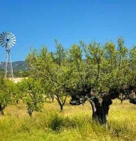 Olive trees in a field with a windmill visible in the background under a clear blue sky. - Olive Oil Times