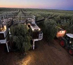 Olive harvesting machine and tractor working in an olive grove at dusk. - Olive Oil Times