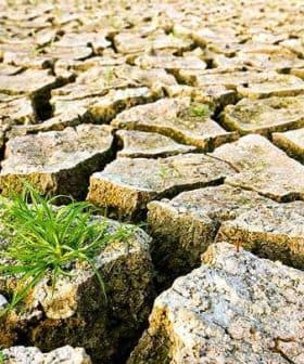 Dry, cracked earth surface with small patches of green grass emerging between the cracks. - Olive Oil Times