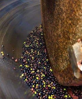 Close-up view of olives being processed in an olive mill with a rotating mechanism. - Olive Oil Times