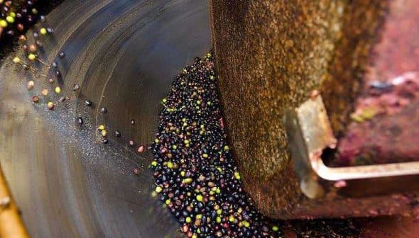 Close-up view of olives being processed in an olive mill with a rotating mechanism. - Olive Oil Times