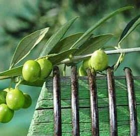 A close-up of an olive branch featuring green olives resting on a textured surface. - Olive Oil Times