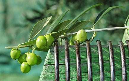 A close-up of an olive branch featuring green olives resting on a textured surface. - Olive Oil Times