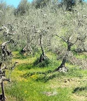 A grove of olive trees with twisted trunks and sparse foliage in a grassy area. - Olive Oil Times