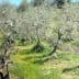 A grove of olive trees with twisted trunks and sparse foliage in a grassy area. - Olive Oil Times