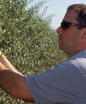 Man wearing sunglasses harvesting olives from an olive tree in a field. - Olive Oil Times