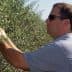Man wearing sunglasses harvesting olives from an olive tree in a field. - Olive Oil Times