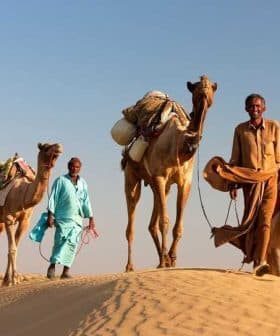 Two men walking alongside camels in a desert environment, with saddles and bags on the camels' backs. - Olive Oil Times
