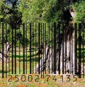 Olive trees in a field with a barcode graphic overlaying the image. - Olive Oil Times
