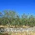 Olive trees growing in a field with a stone wall in the foreground under a clear blue sky. - Olive Oil Times