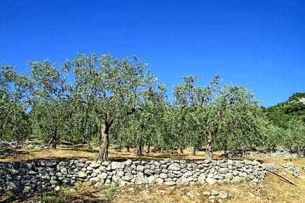 Olive trees growing in a field with a stone wall in the foreground under a clear blue sky. - Olive Oil Times