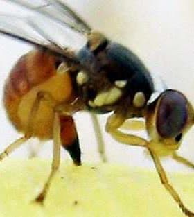 Close-up image of a fruit fly showing its body structure and wings. - Olive Oil Times