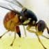 Close-up image of a fruit fly showing its body structure and wings. - Olive Oil Times