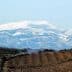Snow-covered mountain range visible above agricultural fields in the foreground. - Olive Oil Times