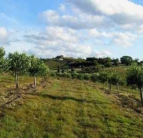 A row of trees planted on a hillside with a grassy area and cloudy sky in the background. - Olive Oil Times