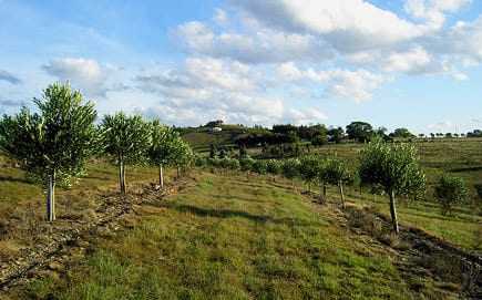 A row of trees planted on a hillside with a grassy area and cloudy sky in the background. - Olive Oil Times