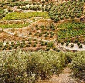 Aerial view of terraced olive groves and vineyards on a hillside. - Olive Oil Times