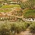 Aerial view of terraced olive groves and vineyards on a hillside. - Olive Oil Times