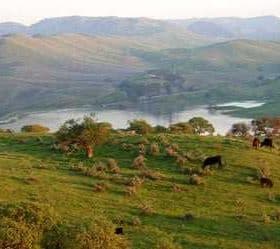 Expansive green hills with several cattle grazing in the foreground and a body of water in the background. - Olive Oil Times