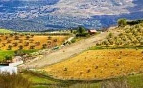 A landscape featuring olive groves and rolling hills under a clear sky. - Olive Oil Times