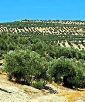 Expansive olive grove with rows of olive trees on a hillside in Andalucia. - Olive Oil Times