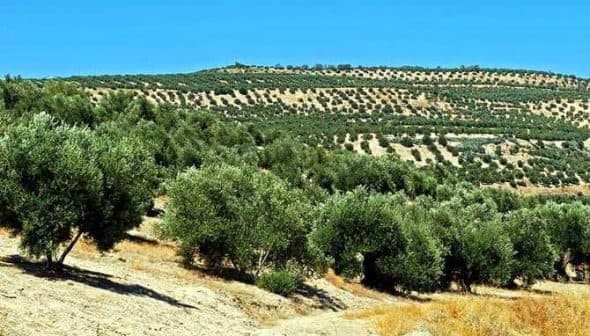 Expansive olive grove with rows of olive trees on a hillside in Andalucia. - Olive Oil Times
