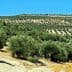Expansive olive grove with rows of olive trees on a hillside in Andalucia. - Olive Oil Times