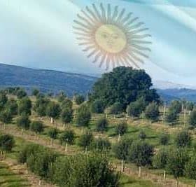 Olive trees in a grove with an overlay of the Argentine flag in the background. - Olive Oil Times