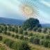 Olive trees in a grove with an overlay of the Argentine flag in the background. - Olive Oil Times