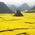 Vast yellow canola fields with mountains in the background in China. - Olive Oil Times