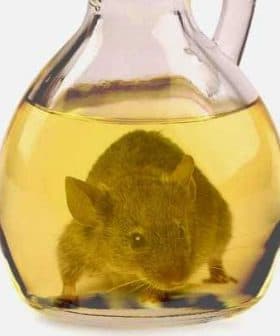 A mouse submerged in a glass bottle filled with yellow liquid, resembling oil. - Olive Oil Times