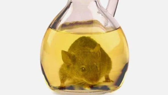 A mouse submerged in a glass bottle filled with yellow liquid, resembling oil. - Olive Oil Times