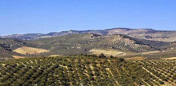 Expansive olive grove landscape in Spain featuring rolling hills and rows of olive trees. - Olive Oil Times