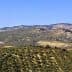 Expansive olive grove landscape in Spain featuring rolling hills and rows of olive trees. - Olive Oil Times
