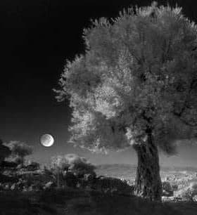 An olive tree illuminated by moonlight in a black and white photograph. - Olive Oil Times