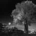 An olive tree illuminated by moonlight in a black and white photograph. - Olive Oil Times