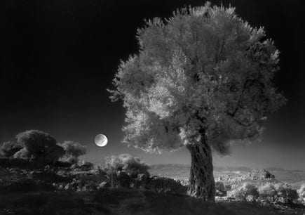 An olive tree illuminated by moonlight in a black and white photograph. - Olive Oil Times