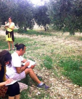 Two individuals sitting and sketching in an olive grove while a third person stands and observes. - Olive Oil Times