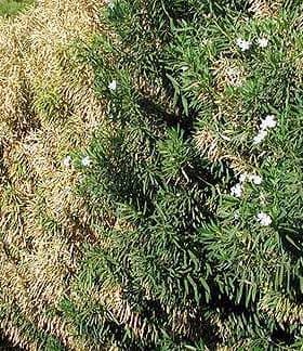 A row of shrubs displaying green foliage and brown, dried leaves with white flowers interspersed. - Olive Oil Times