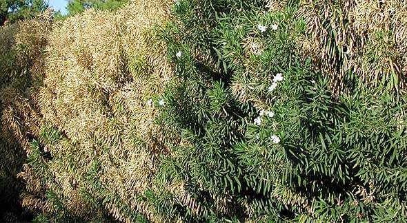 A row of shrubs displaying green foliage and brown, dried leaves with white flowers interspersed. - Olive Oil Times