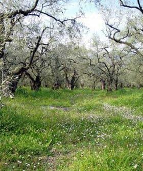 A grove of olive trees with green grass and wildflowers growing in between the trunks. - Olive Oil Times